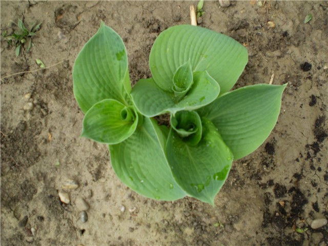 hosta